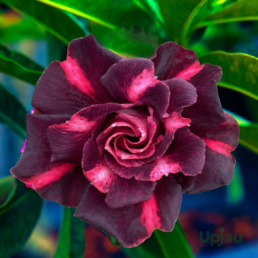 Rose Variety Adenum Flower Plant For Home Garden - Naturemart.in