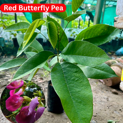 Rare Red Butterfly Pea(Red Aparajita)Flower Plant - Naturemart.in