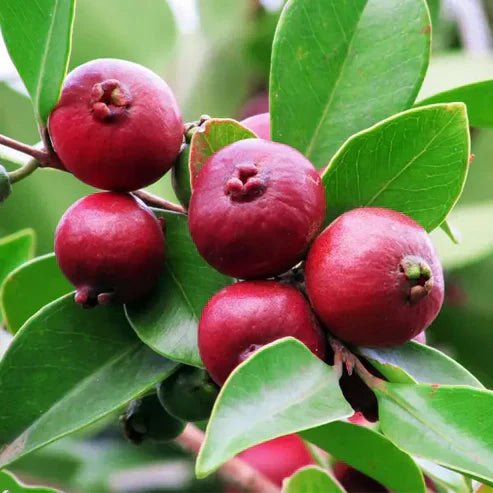 Red Strawberry Guava Fruit Plant - Naturemart.in