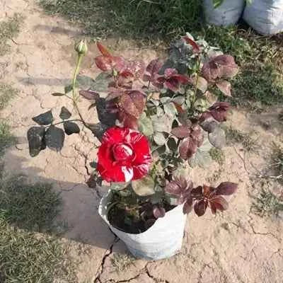 Hybrid abracadabra rose plant for gardening