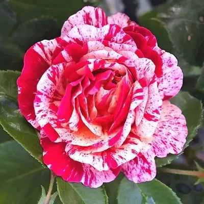 Hybrid abracadabra rose plant for gardening