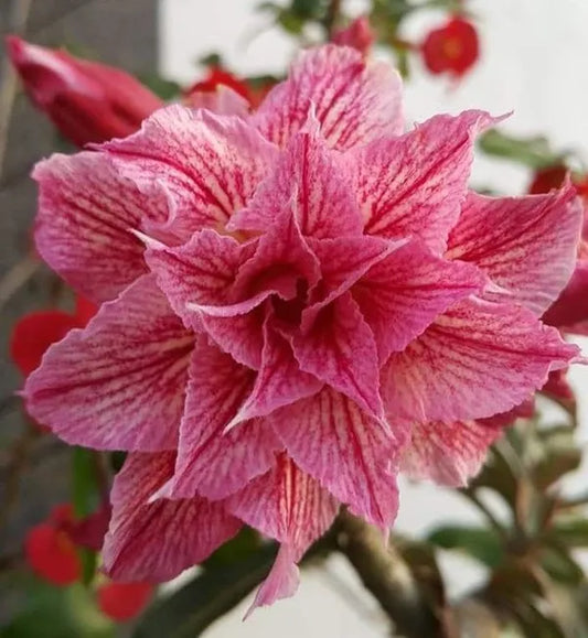 Rose Variety Adenum Flower Plant For Home Garden - Naturemart.in
