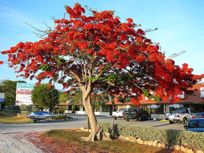 Gulmohar Flowering Tree For Gardening - Naturemart.in