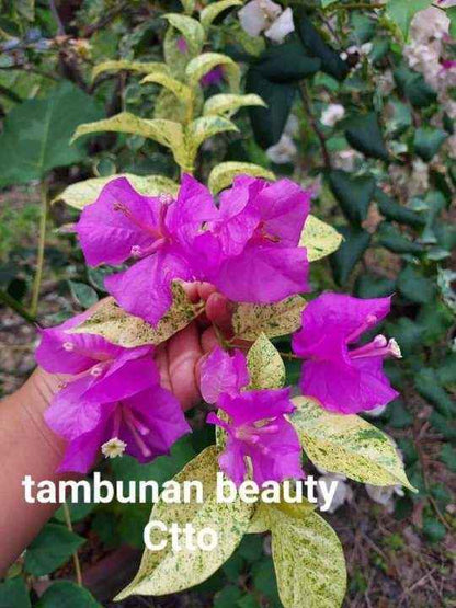 Thamlong Beauty Bougainvillea Flower Plant