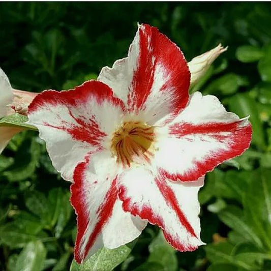 Rose Variety Adenum Flower Plant For Home Garden - Naturemart.in