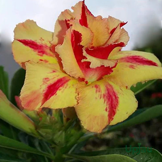 Rose Variety Adenum Flower Plant For Home Garden - Naturemart.in