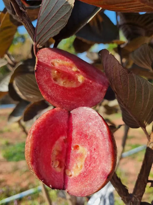Out Side Red Guava Fruit Plant - Naturemart.in