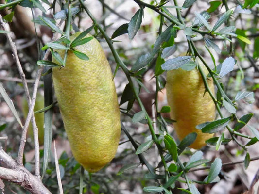 Finger Lemon Yellow fruit Plant Grafted - Naturemart.in
