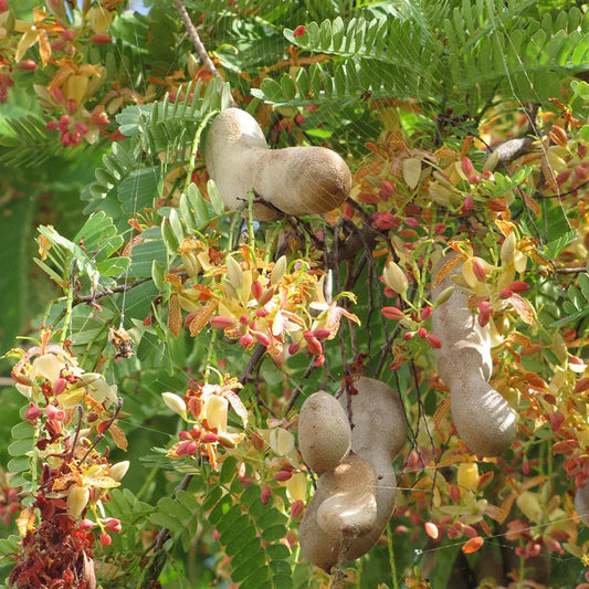 Sweet Tamarind (Grafted) - Fruit Plants & Tree - Naturemart.in