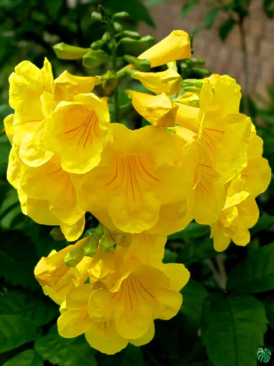 Tecoma-Yellow-Vine Flower Plant - Naturemart.in