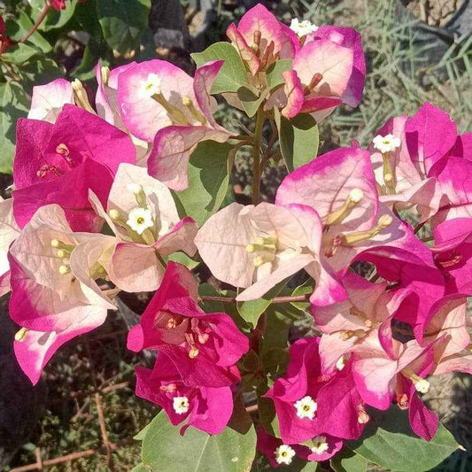 Thai Varity Bougainvallea Flowers Plants