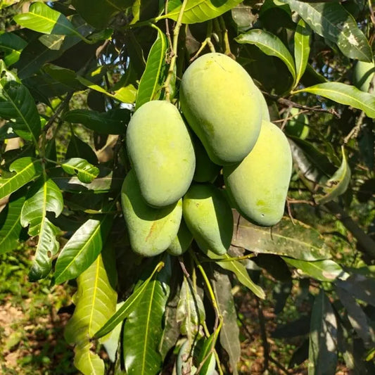 All Time Mango Fruit Plant Grafted - Naturemart.in