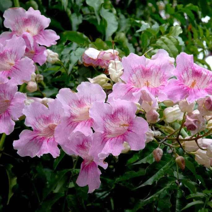 Tabebuia Rosea (Rosy Trumpet Tree)