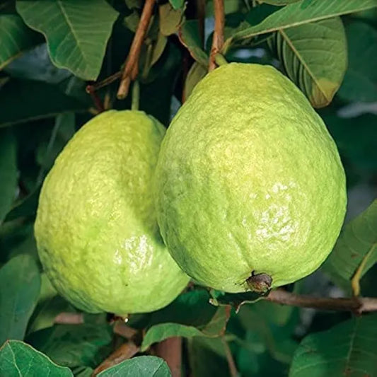 Lucknow 49 Guava Fruit Plant - Naturemart.in