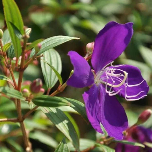 Begum Bahar Flowers Plants - Naturemart.in