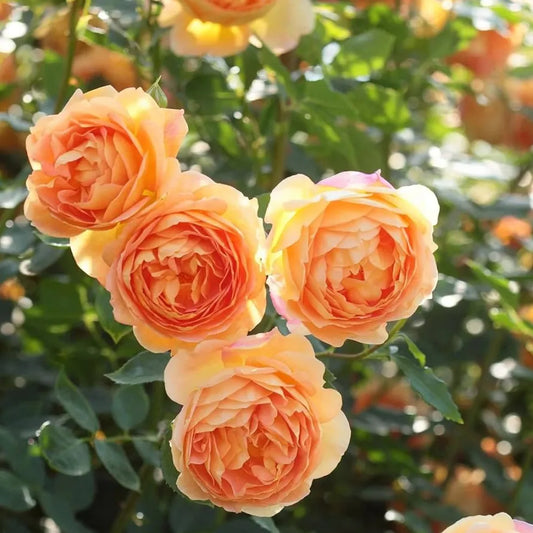 Climbing Rose Flower Plants (ORANGE) - Naturemart.in