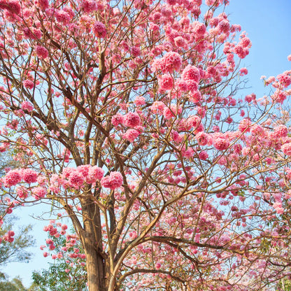 Jacaranda ( pink) Flowers Plants For Home Garden - Naturemart.in