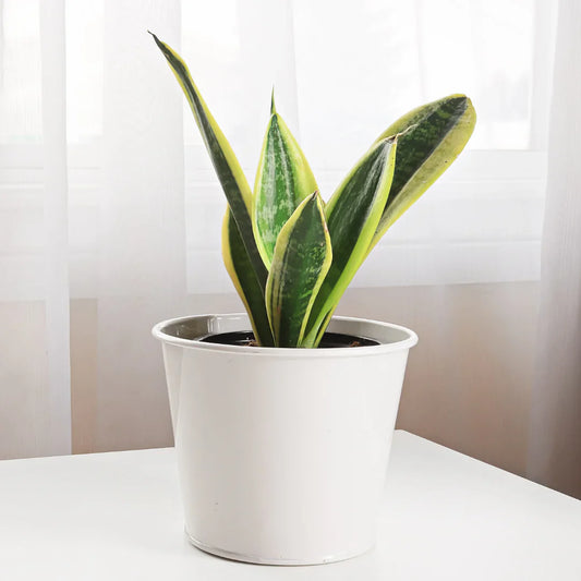 Snake Plant (Botanical Name - Sansevieria Trifasciata) - Naturemart.in