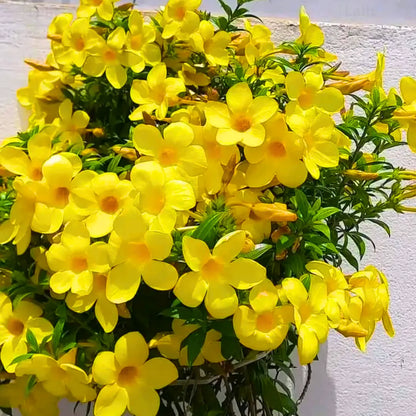 Allamanda Flowers Plant-Yellow Colour - Naturemart.in