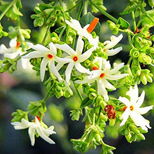 Mini Scented Parijat Dwarf Flower Plant - Naturemart.in