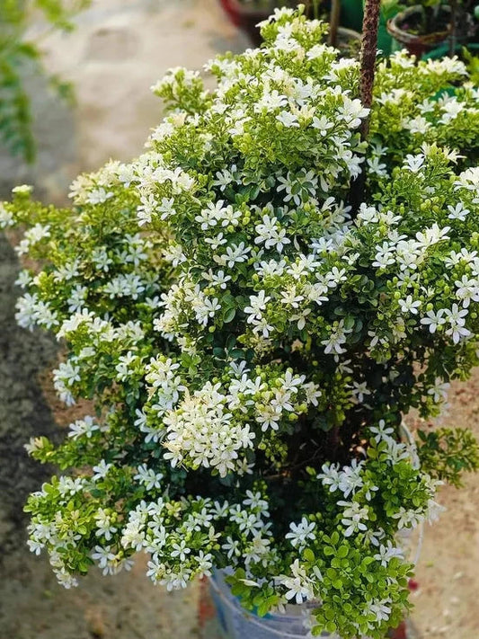 Madhu kamini Dwarf Flower Plant - Naturemart.in