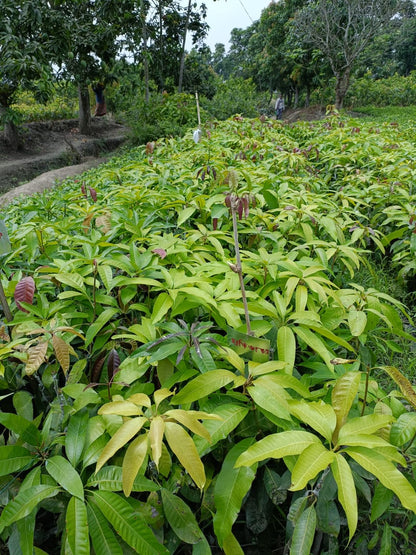 Gulab Khas Mango Plant (Grafted) - Naturemart.in