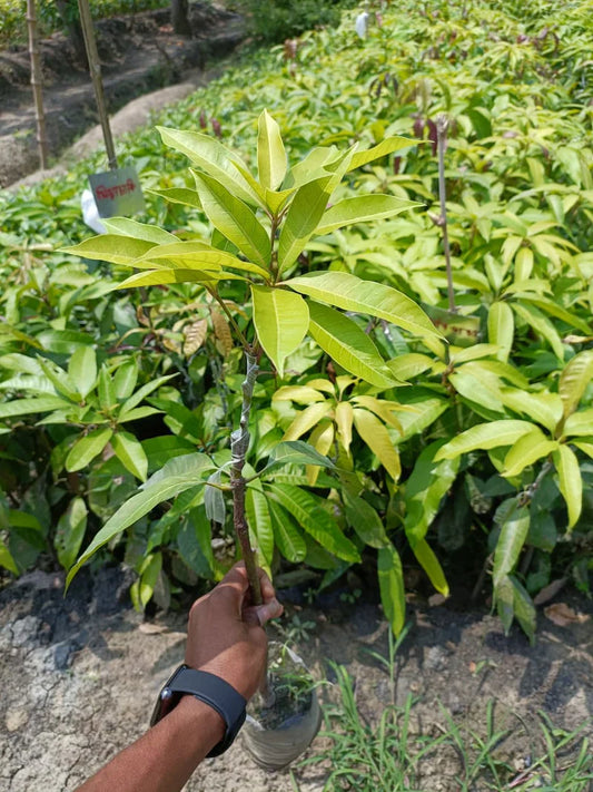 Aswina Mango Fruit Plant (Grafted) - Naturemart.in