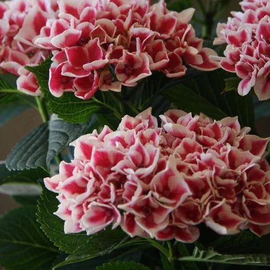 Hybrid Hydrangea Plant For Gardening - Naturemart.in
