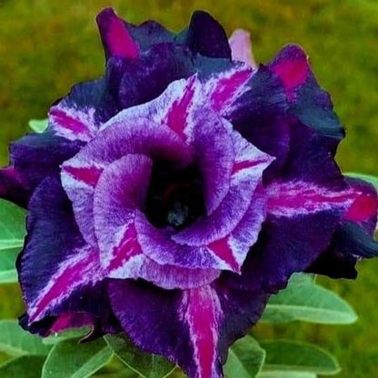 Rose Variety Adenum Flower Plant For Home Garden - Naturemart.in