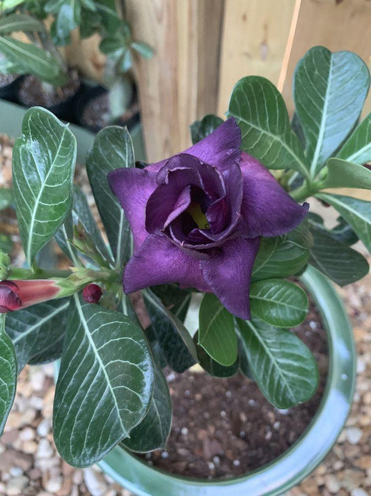 Rose Variety Adenum Flower Plant For Home Garden - Naturemart.in