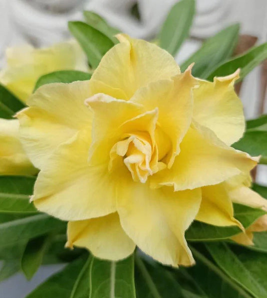 Rose Variety Adenum Flower Plant For Home Garden - Naturemart.in