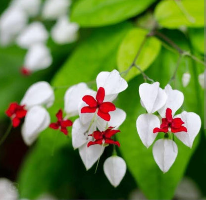 Bleeding Heart Vine White  Creepers - Naturemart.in