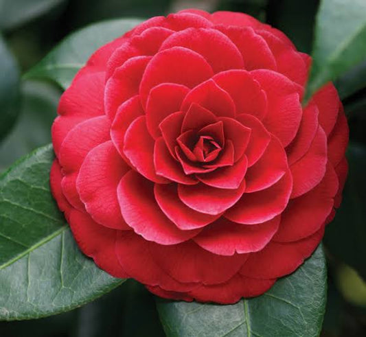 Camelia Flowers Plant For Gardening - Naturemart.in