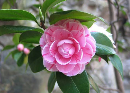 CAMELLIA FLOWERS PLANTS - Naturemart.in