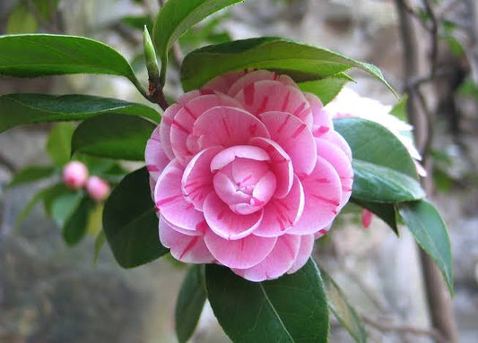 CAMELLIA FLOWERS PLANTS - Naturemart.in