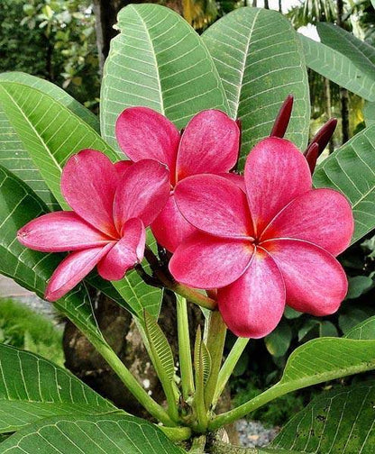 Plumeria Flowers Plant For Gardening - Naturemart.in