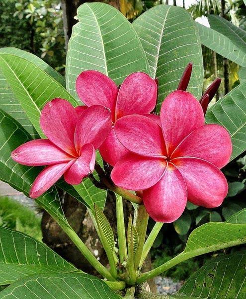 Plumeria Flowers Plant For Gardening - Naturemart.in