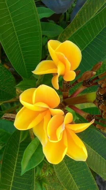 Plumeria Flowers Plant(Yellow)For Gardening - Naturemart.in