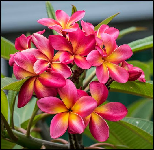 Plumeria Flowers Plant For Gardening - Naturemart.in