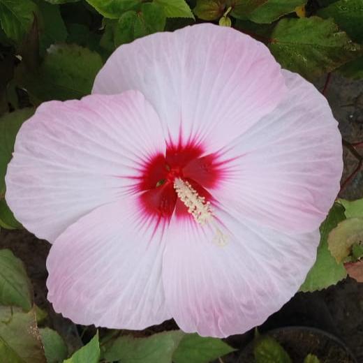 Mother India Hibiscus Flower Plant - Naturemart.in