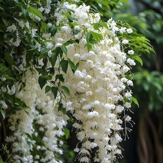 Day creeper  jasmine flower plant - Naturemart.in