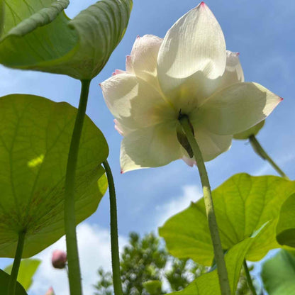 Rare Chandni Lotus Tuber - Unique Aquatic Plant for Your Garden (Pack of 1)