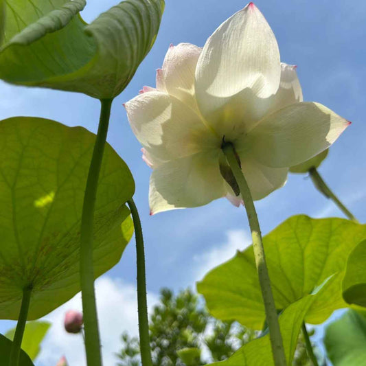 Rare Chandni Lotus Tuber - Unique Aquatic Plant for Your Garden (Pack of 1)