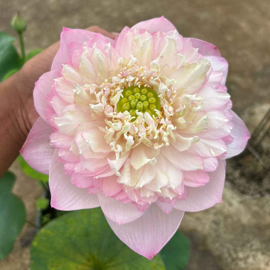 Rare Chandni Lotus Tuber - Unique Aquatic Plant for Your Garden (Pack of 1)