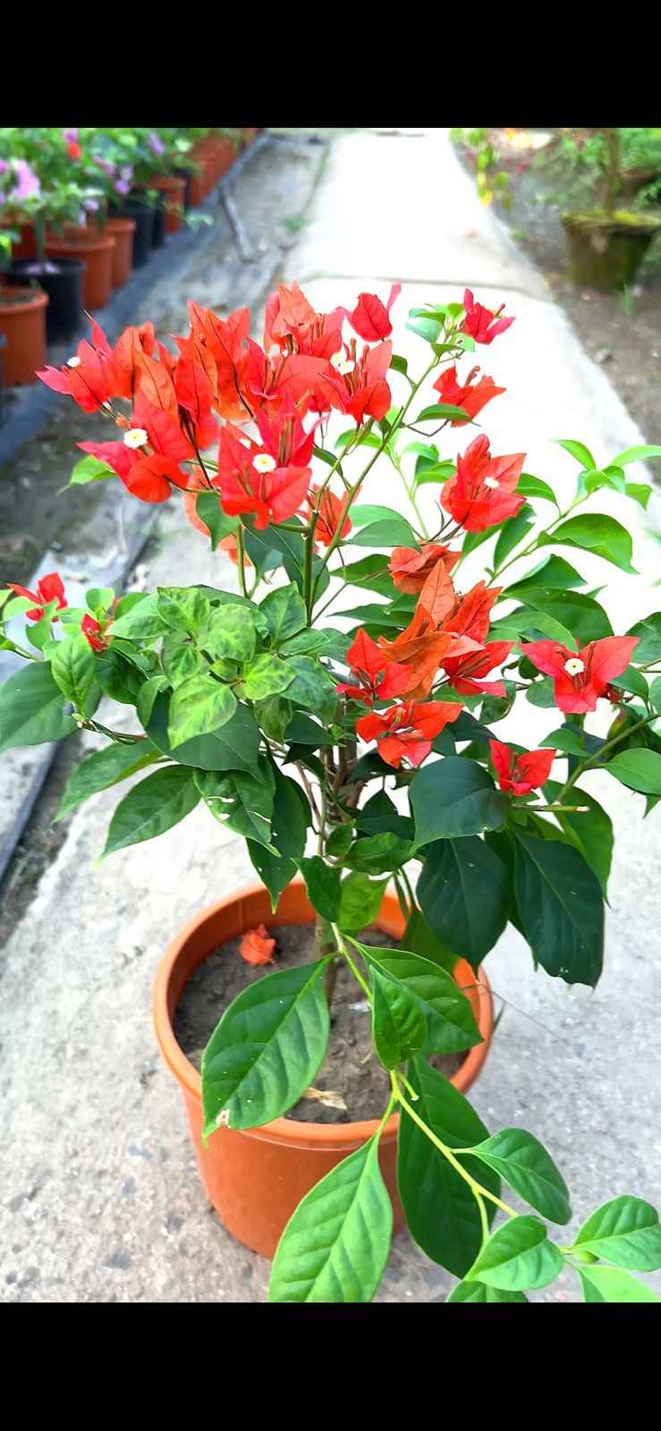 Multigrafted Bougainvillea Plant for Gardening