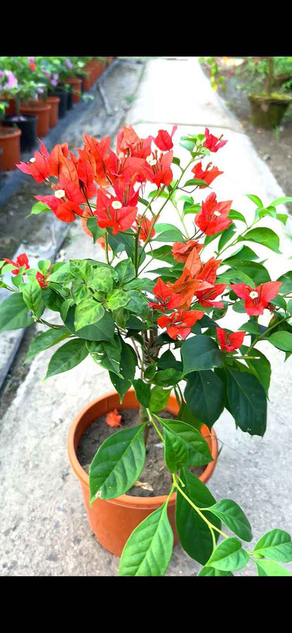 Multigrafted Bougainvillea Plant for Gardening
