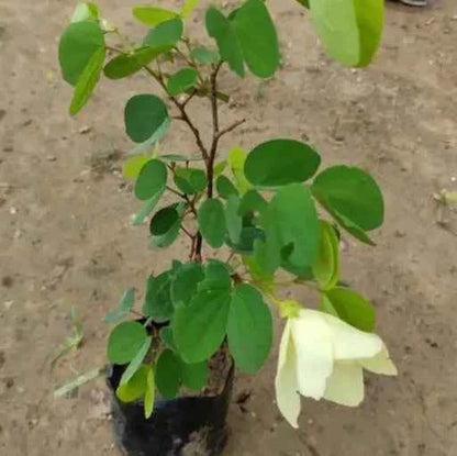 Bauhinia acuminata (Kanchan) Flower Plant- Yellow(Pack of 1)