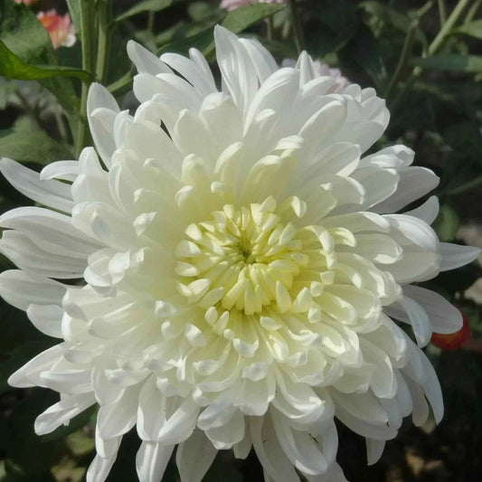 Chrysanthemum Flower Plant (Chandramallika) - Pack of 1