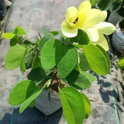 Bauhinia acuminata (Kanchan) Flower Plant- Yellow(Pack of 1)