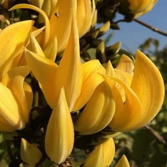Yellow Palash Grafting Flowers Plant - Naturemart.in